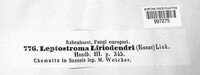 Ectostroma liriodendri image